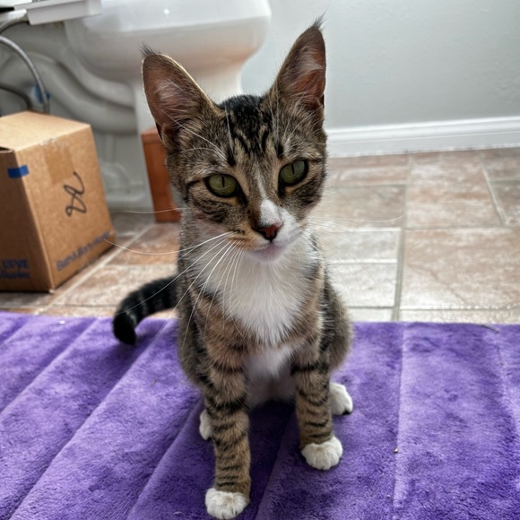 Ollie 🩵 - Picture 5 of 5